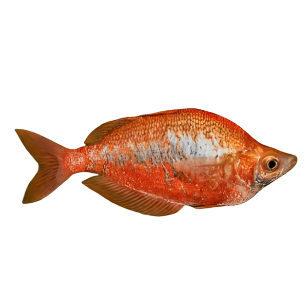 Red Rainbow Fish Glossolepis Incisus 5cm