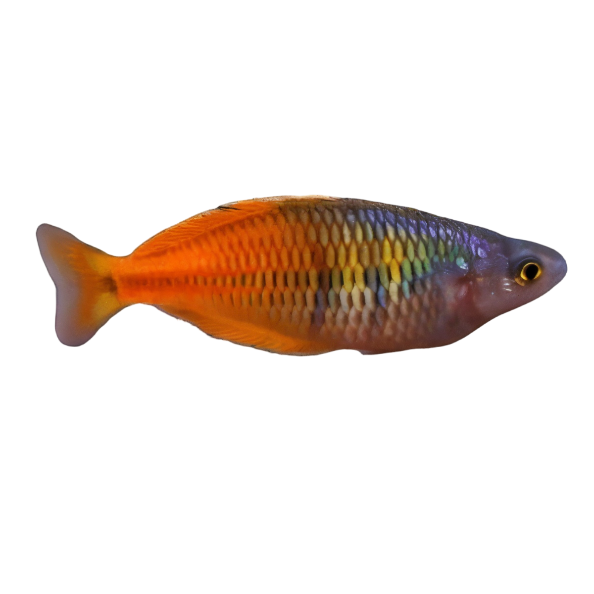Boesemani Red Fire Rainbow Fish Melanotaenia Boesemani 5cm