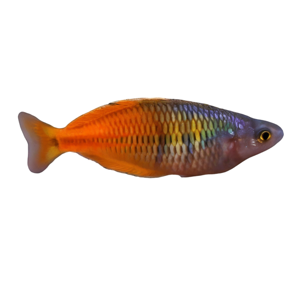 Boesemani Red Fire Rainbow Fish Melanotaenia Boesemani 5cm