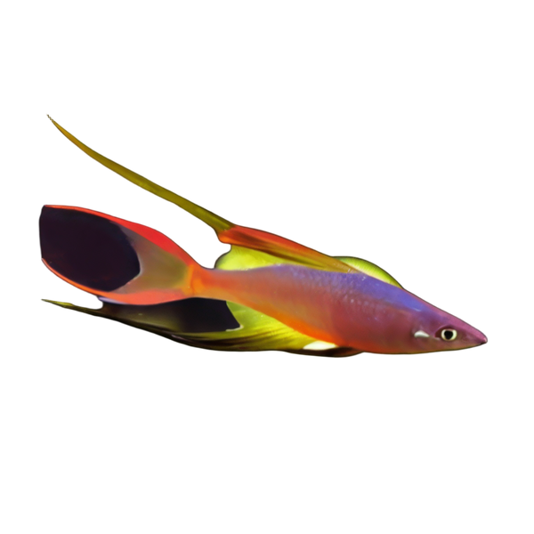 Threadfin Rainbow Fish Iriatherina Werneri 5cm