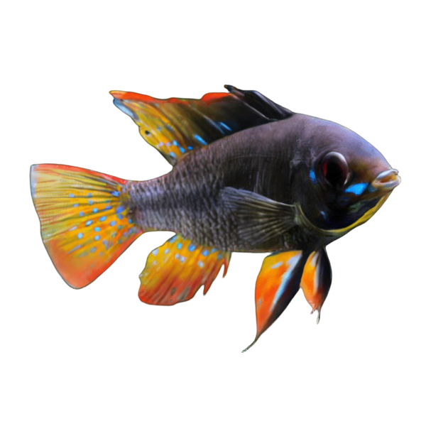 Black Ram Mikrogeophagus Ramirezi 3cm