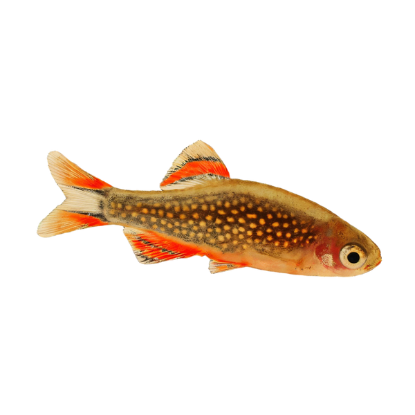 Galaxy Rasbora Danio Margaritatus 2cm