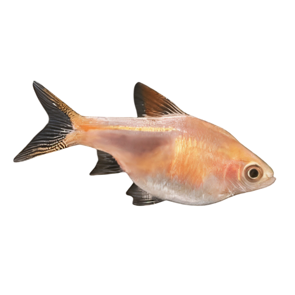Golden Harlequin Rasbora Trigonostigma Heteromorpha 3cm