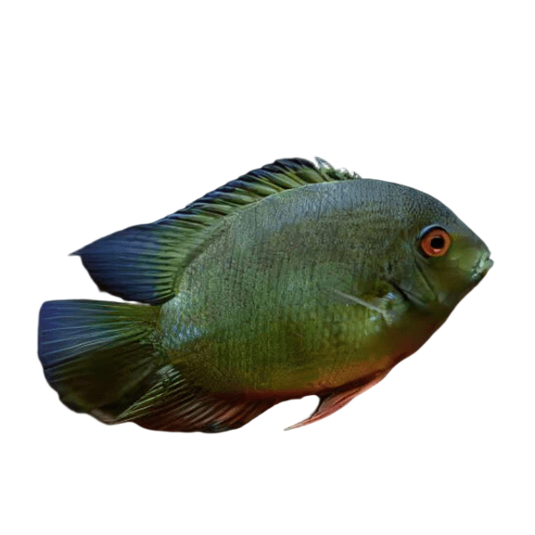 Green Banded Severum Heros Efasciatus 5cm
