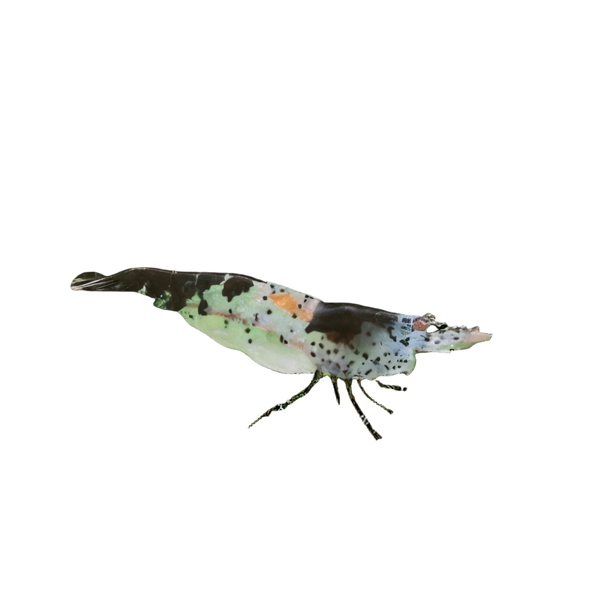 Black Rili Shrimp Neocaridina 2cm