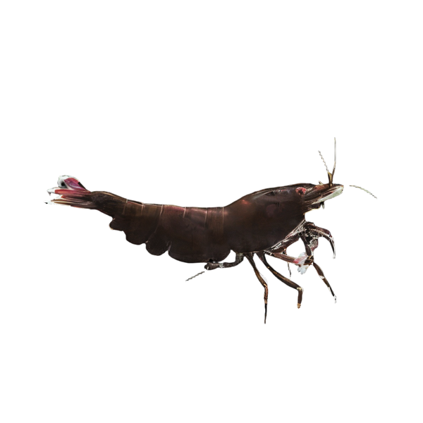 Black Tiger Shrimp Caridina 2cm