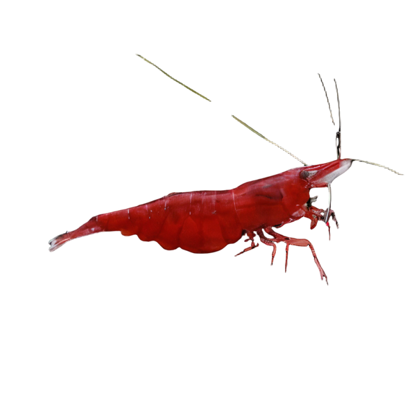 Cherry Red Shrimp Neocaridina Davidi 2cm