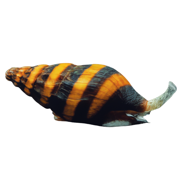 Assassin Bumblebee Snail Anentome Helena 2cm