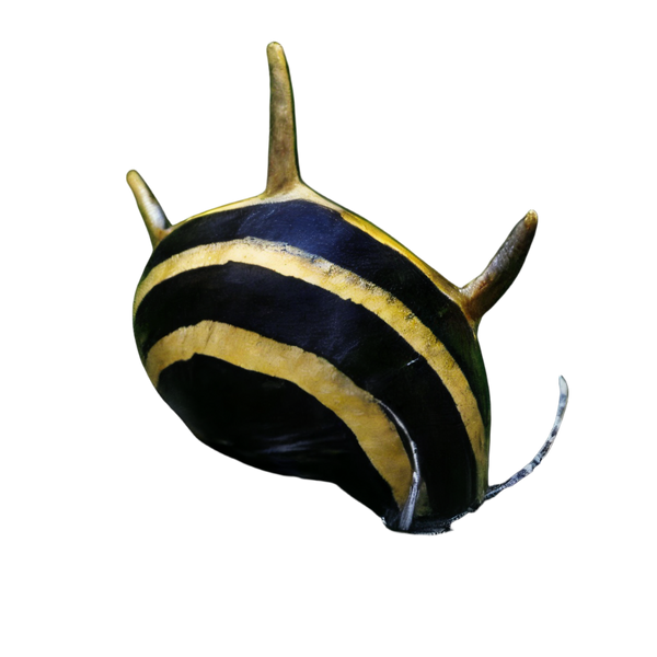 Spiky Zebra Antler Snail Clithon Diadema 2cm