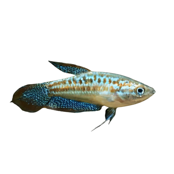 Sparkling Gourami Trichopsis Pumila 2cm