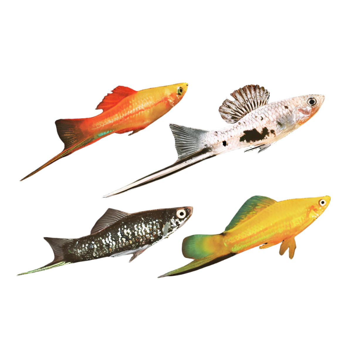 Assorted Swordtails Fish Xiphophorus Hellerii 3cm