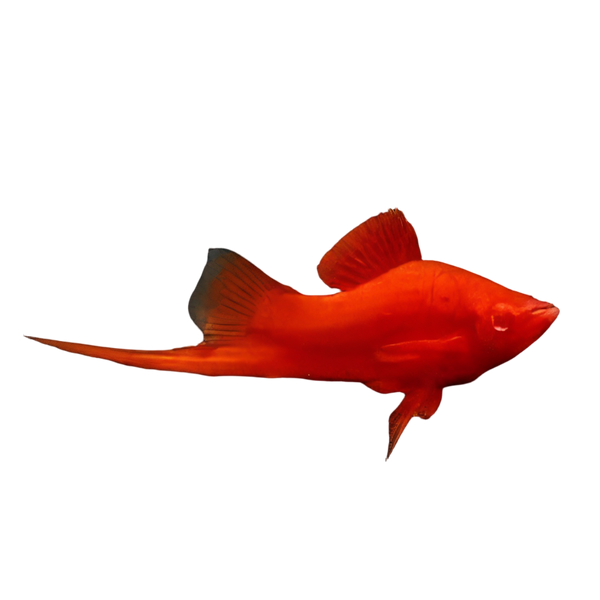Red Eye Swordtail Xiphophorus Hellerii 3cm