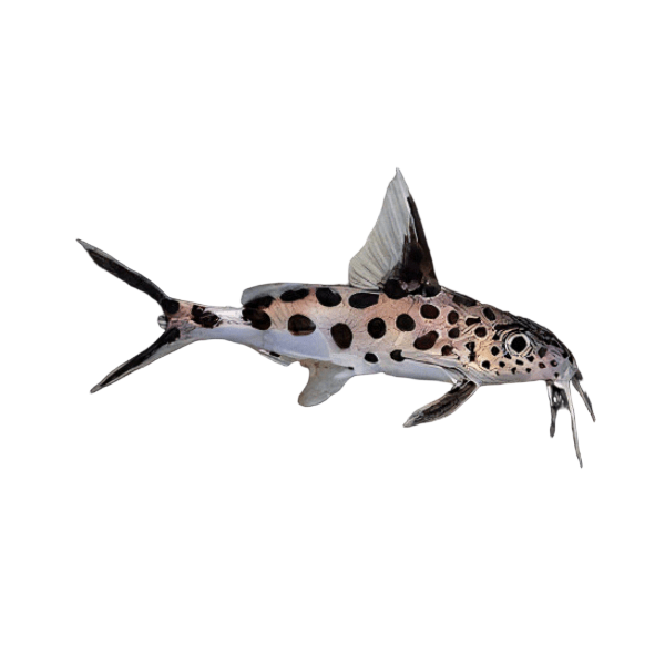 True Cuckoo Squeaker Catfish Synodontis Multipunctatus 4cm