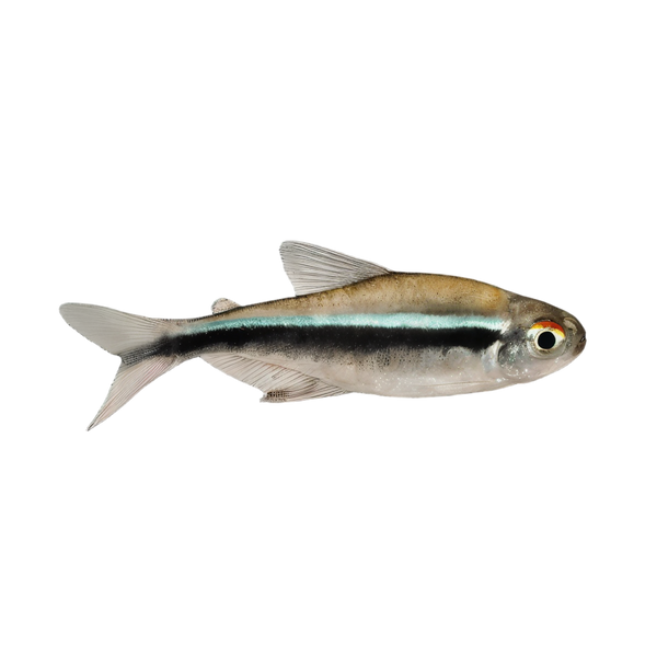 Black Neon Tetra Hyphessobrycon Herbertaxelrodi 2cm