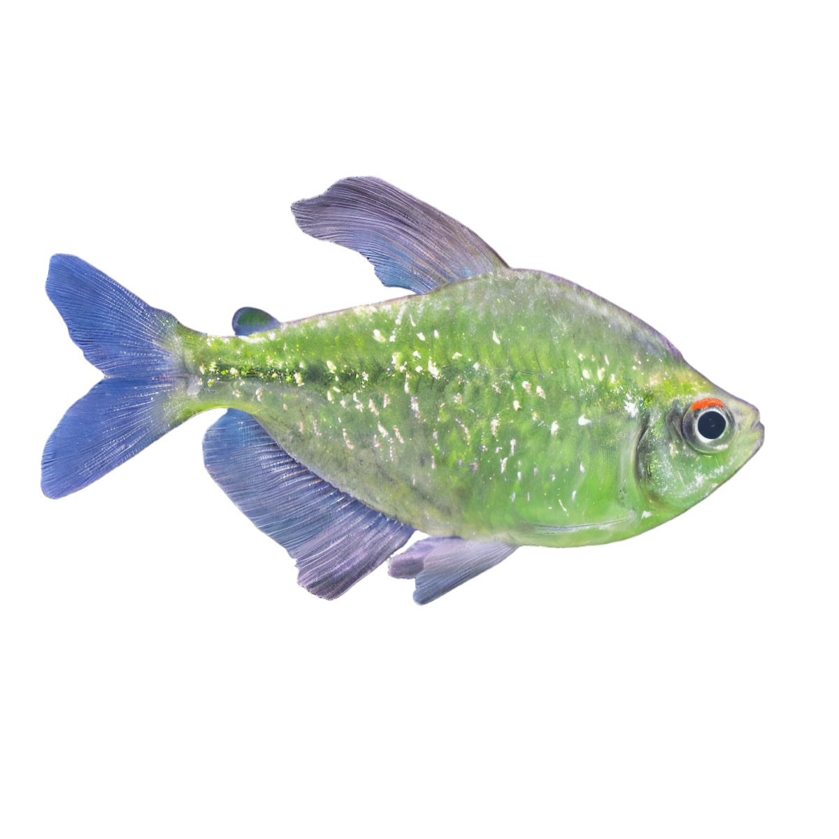 Diamond Tetra Moenkhausia Pittieri 2cm