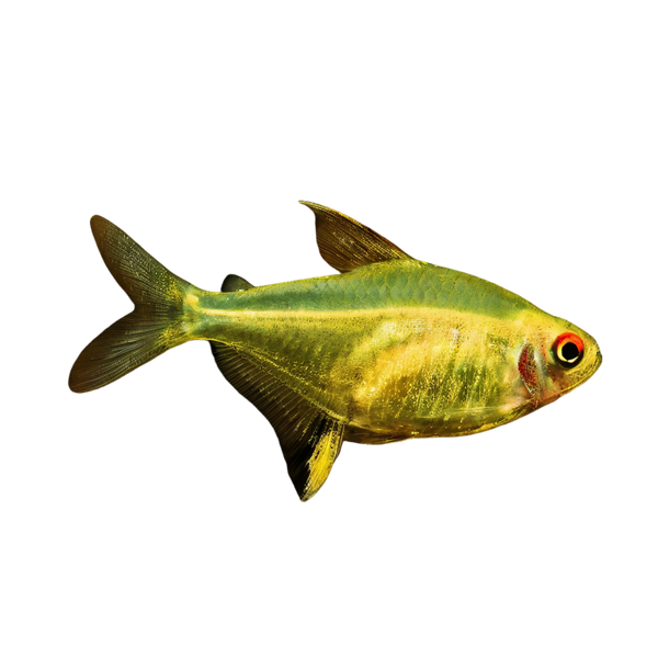 Lemon Tetra Hyphessobrycon Pulchripinnis 2cm