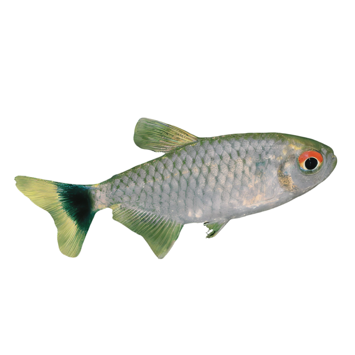 Red Eye Tetra Moenkhausia Sanctaefilomenae 2cm