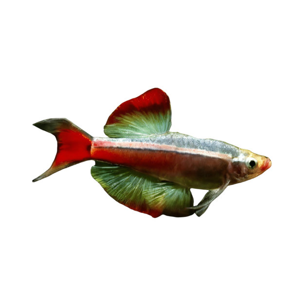 Long Fin White Cloud Mountain Minnow Tanichthys Albonubes 3cm