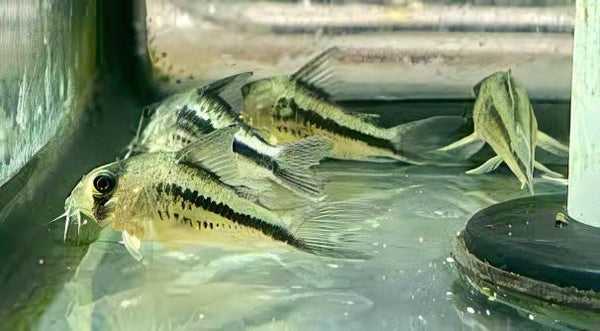 Slant Bar Corydoras Loxozonus 4cm Catfish