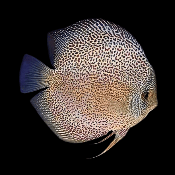 Snakeskin Discus