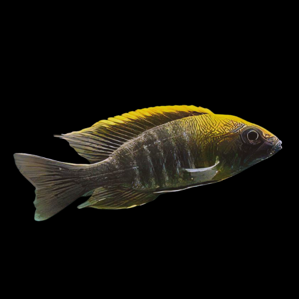 Aulonocara Maylandi Sulfur Head Peacock Malawi African Cichlid