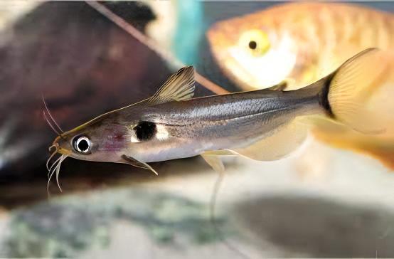 Sun Catfish Horabagrus Brachysoma 5cm