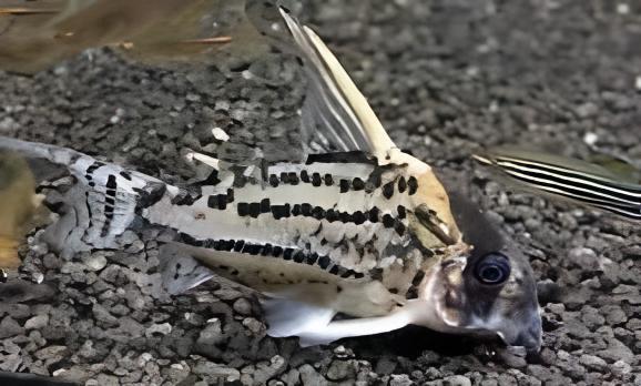 Super Schwartzi Corydoras Schwartzi 4cm Catfish.