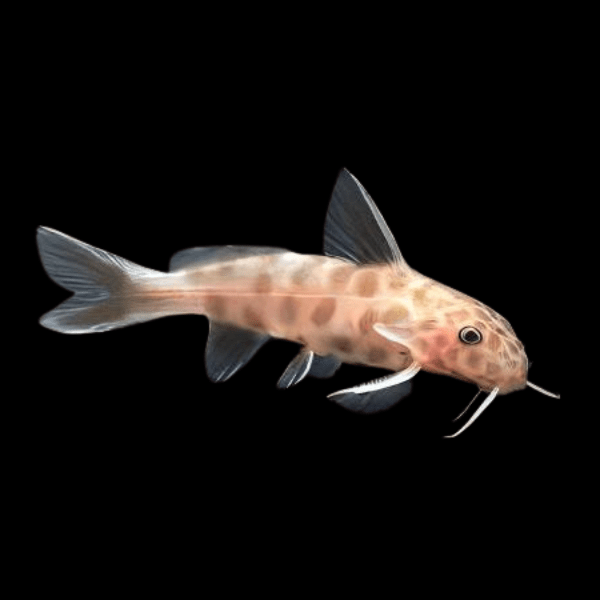 Pink Petricola Pygmy Leopard Catfish Synodontis Petricola 3cm