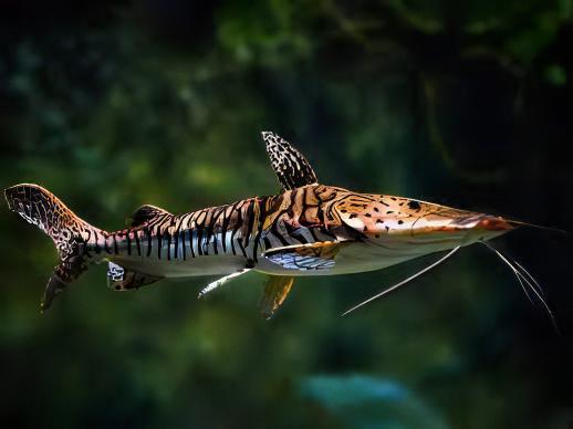 Tiger Shovelnose Catfish Pseudoplatystoma Fasciatum 6cm