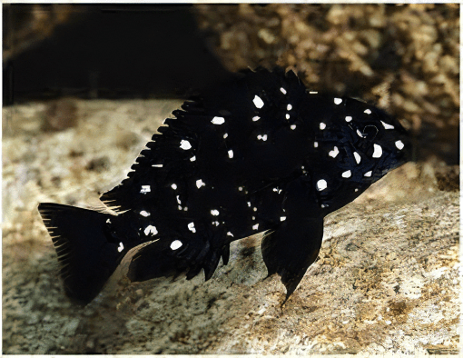 Tropheus Duboisi Tanganyikan African Cichlids 4cm