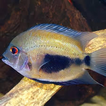 Uaru Triangle Cichlid Uaru Amphiacanthoides 5cm