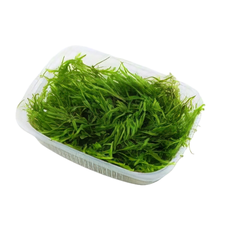 Five Portions of Plants Weeping Moss Plant Vesicularia Ferriei