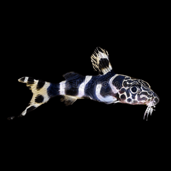 Zebra Barfin Catfish Synodontis Ornatipinnis 4cm