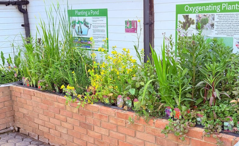 Pond plants for sale at Birchwood Aquatic Centre in Swanley, Kent