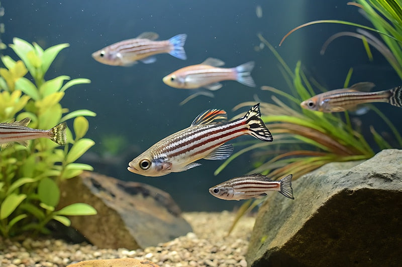 Zebra danios swimming in a planted freshwater aquarium with rocks and gravel