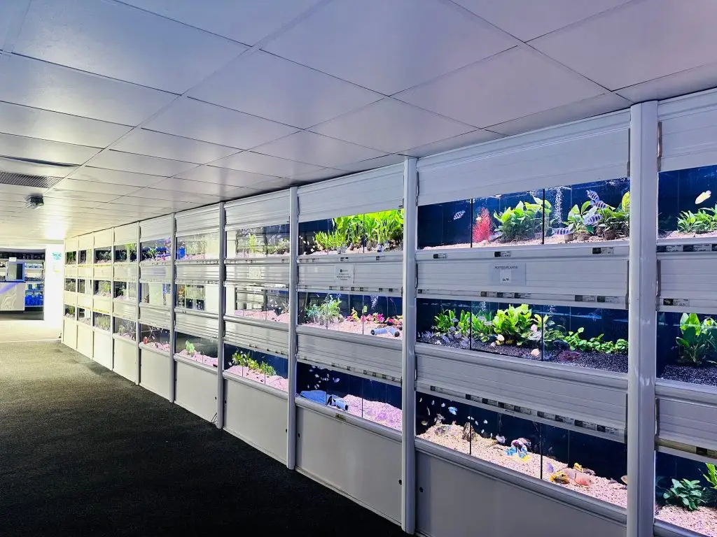 In store displays showing tropical fish