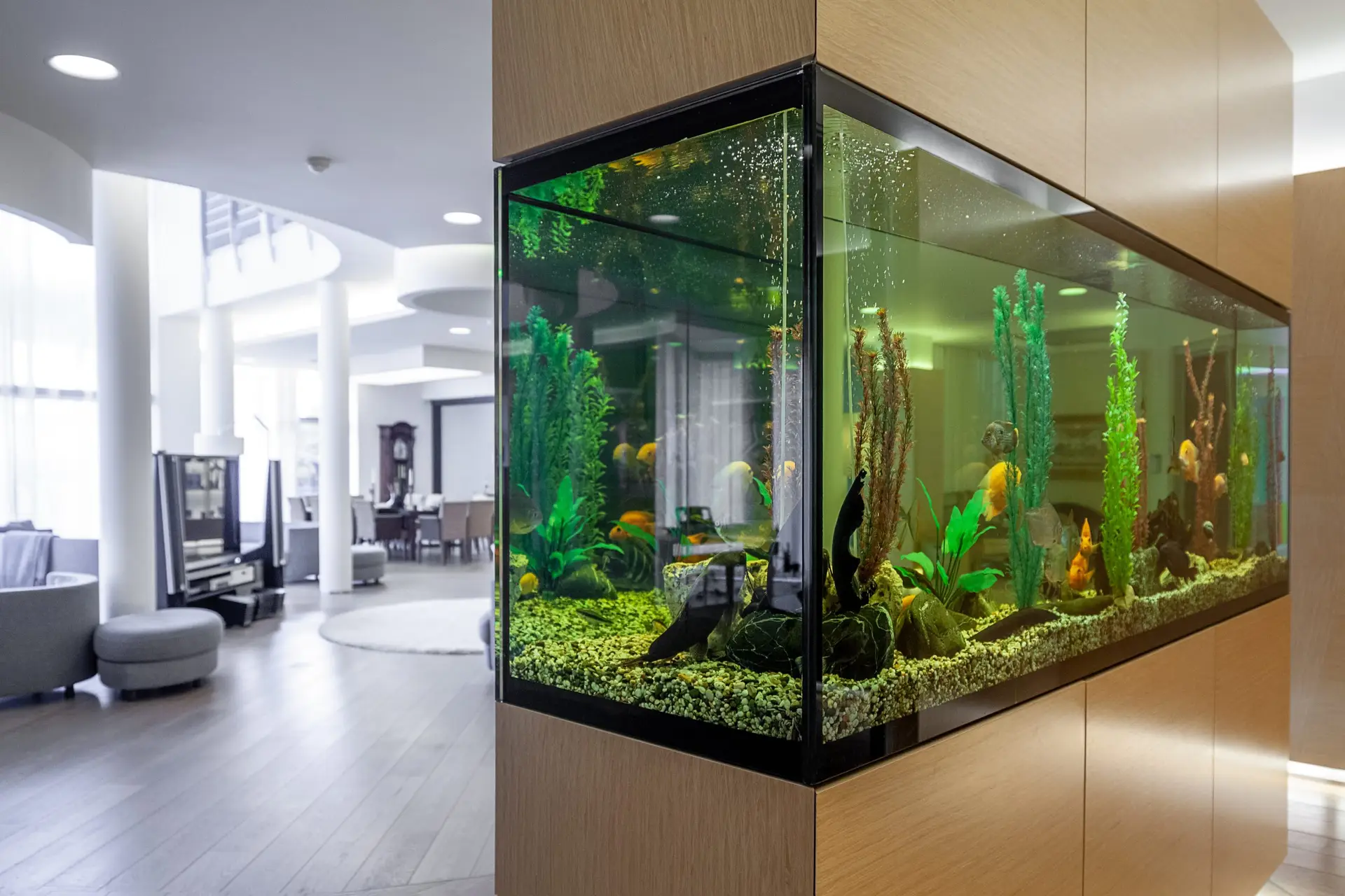 Large built-in freshwater aquarium integrated into modern living space with lush plants and tropical fish