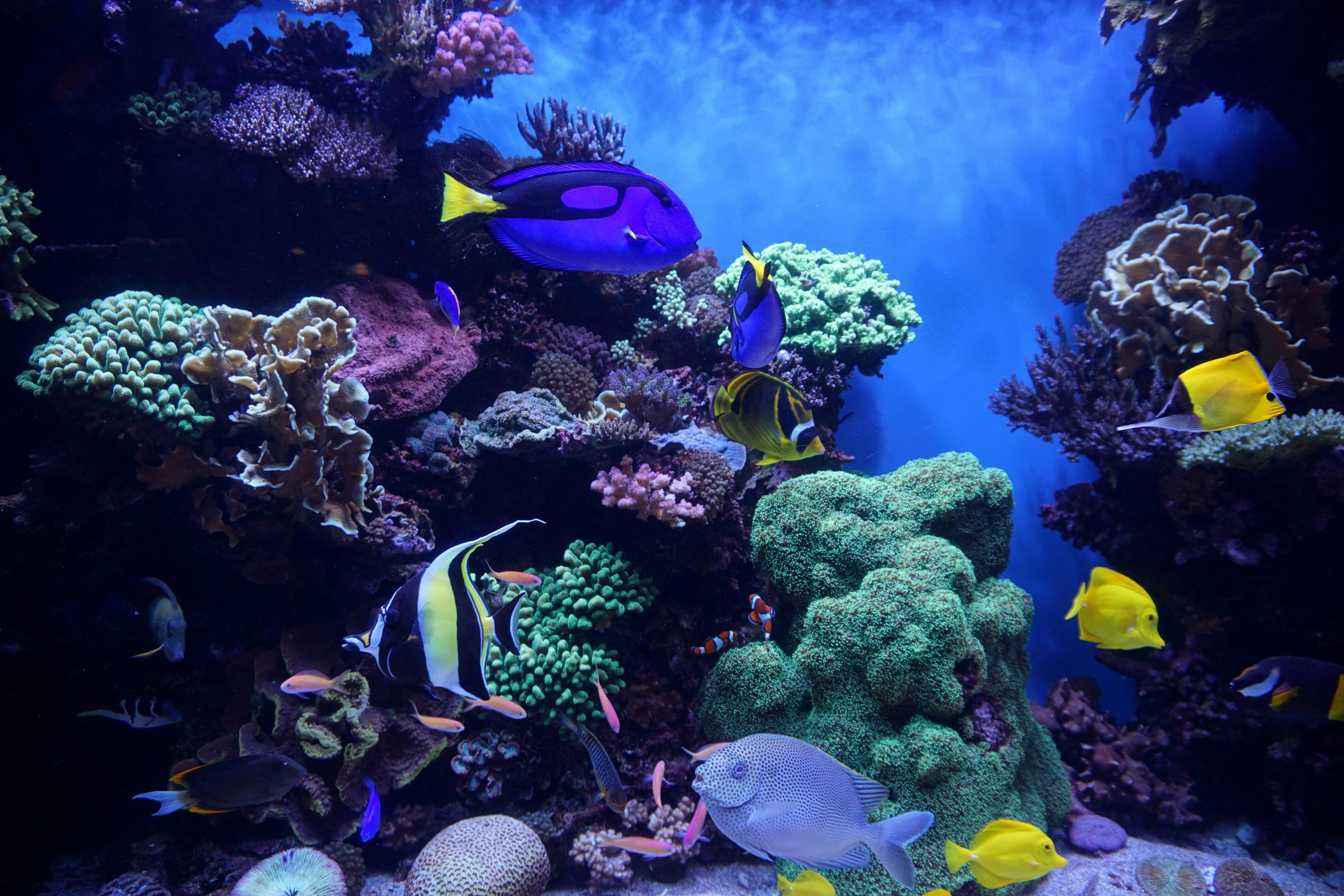 Colourful aquarium reef scene featuring vivid corals and tropical marine fish in a professional display tank