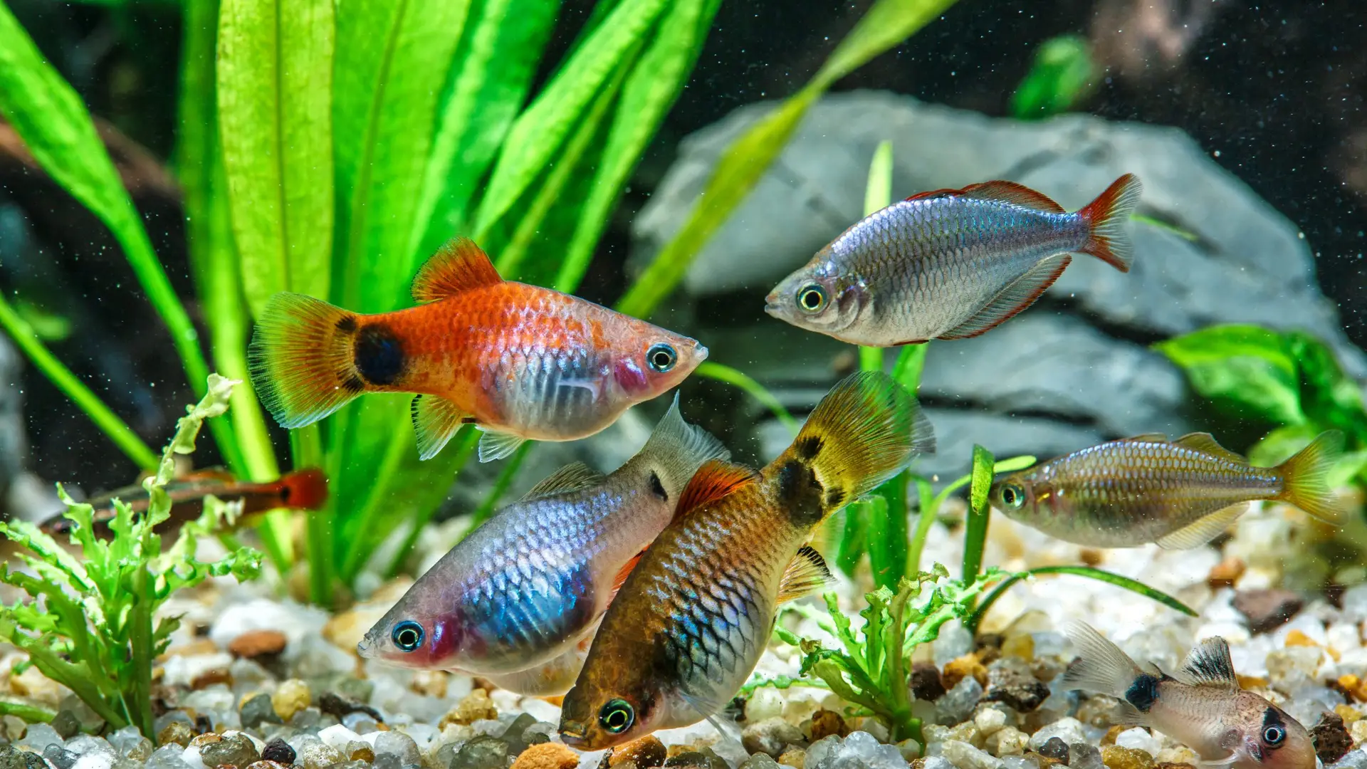 Group of colourful molly and rainbowfish swimming in a planted freshwater aquarium with gravel substrate