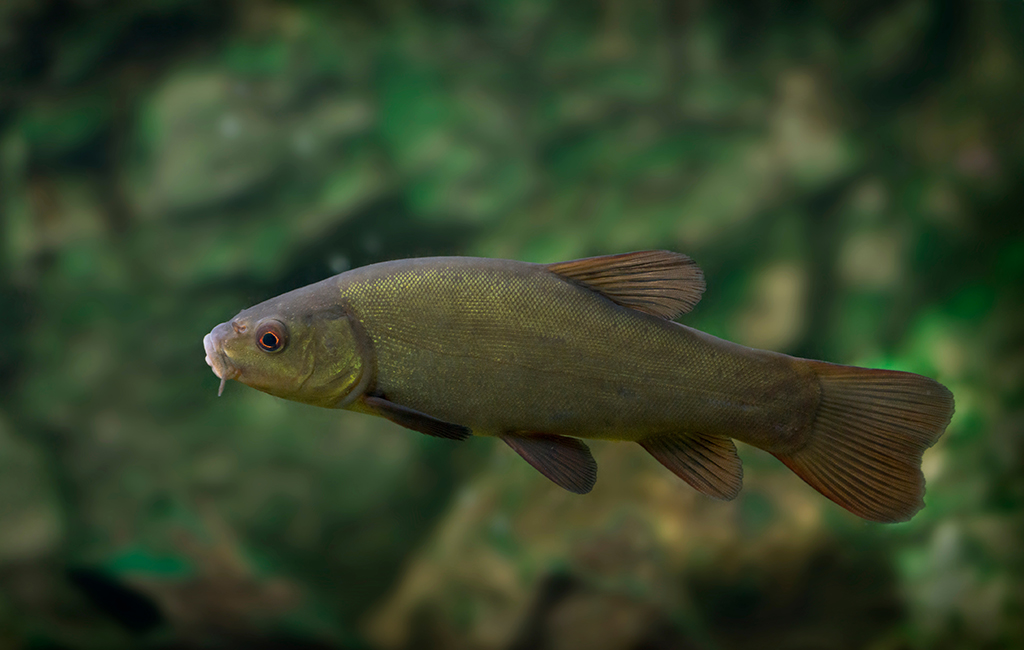 Green and golden tench resting near the bottom of a natural garden pond.