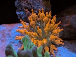 Coral 1