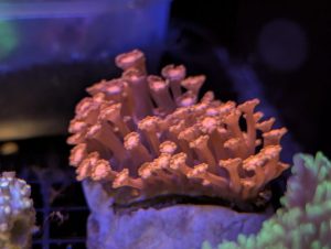 Coral 10