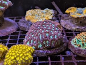Coral 11