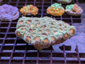Coral 12