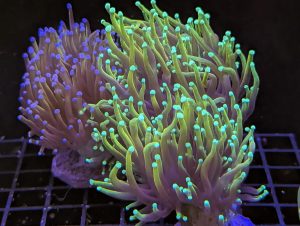 Coral 13