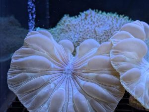 Coral 14