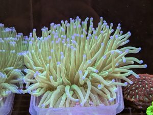 Coral 15
