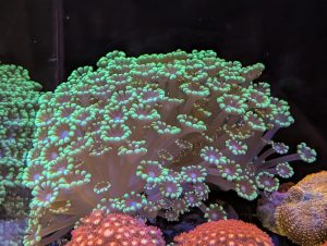 Coral 16