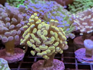 Coral 17