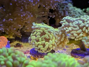Coral 18